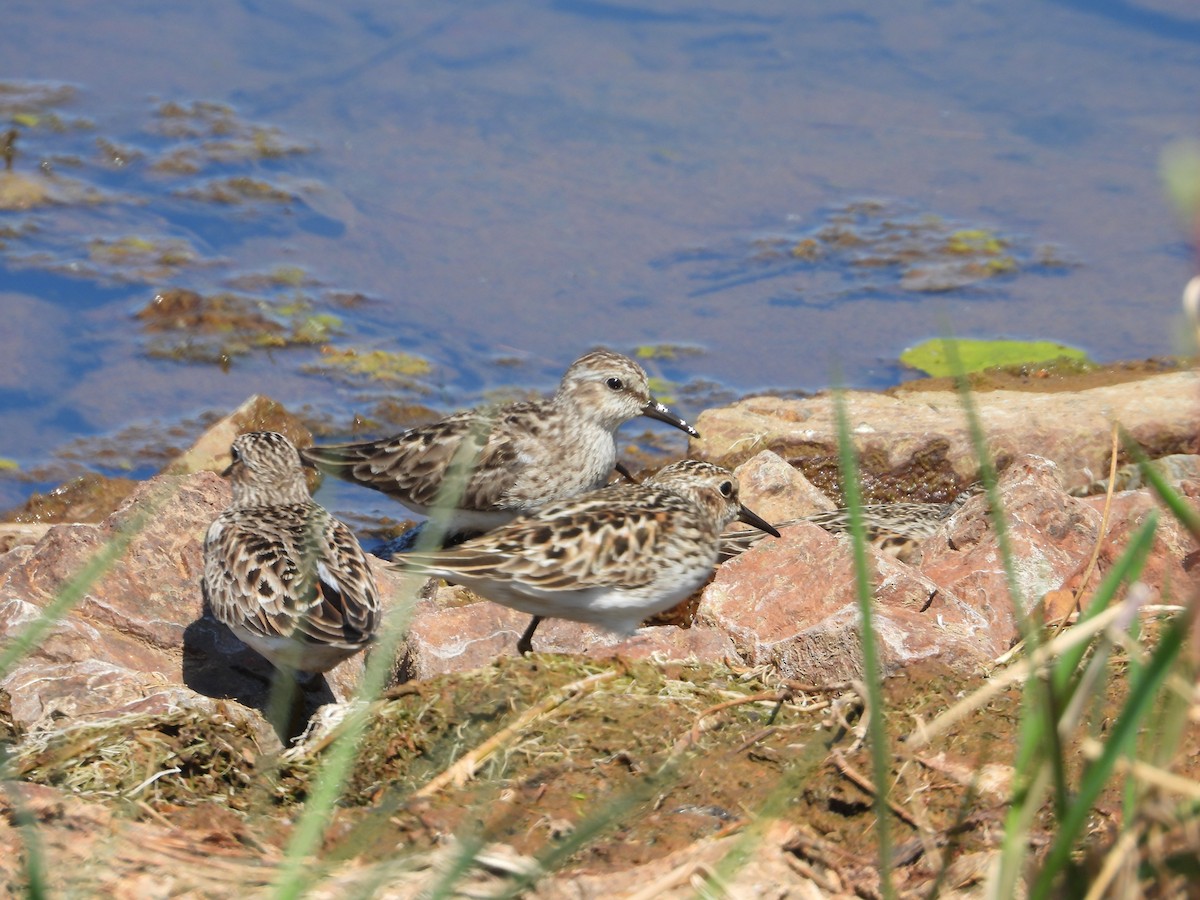 Least Sandpiper - Denis Provencher COHL