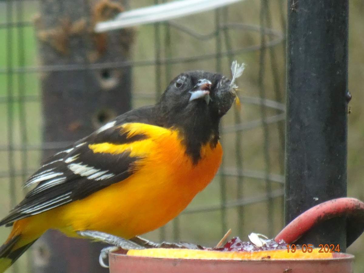 Baltimore Oriole - ML619310009