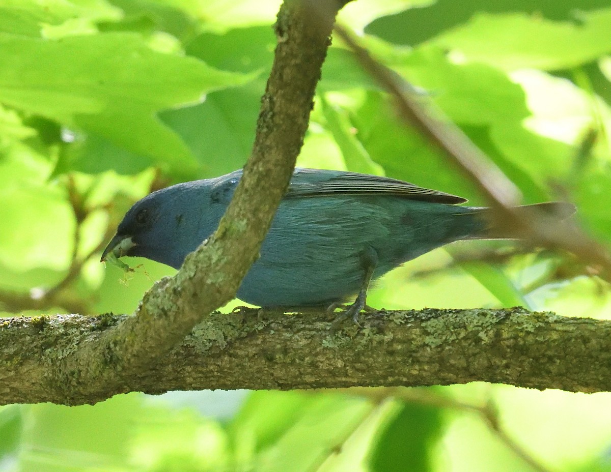 Indigo Bunting - Margaret Hough