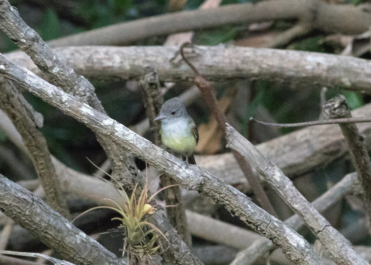 Panama Flycatcher - Tim Harrop