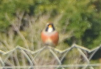 Many-colored Chaco Finch - ML619310045