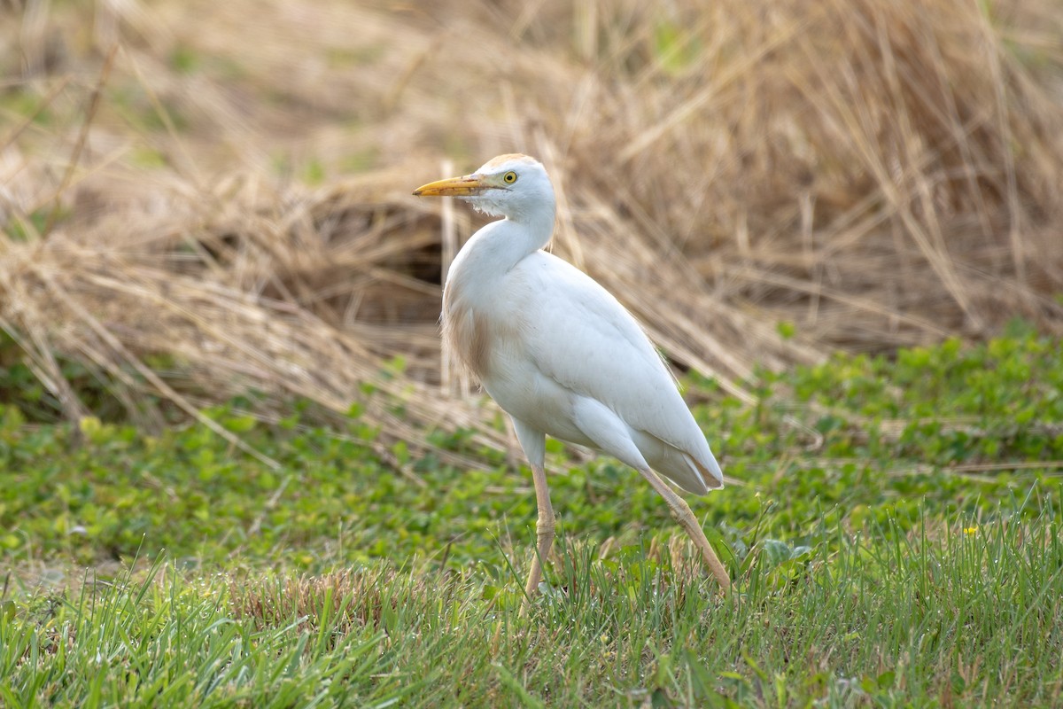 Western Cattle Egret - Donna Wadsley