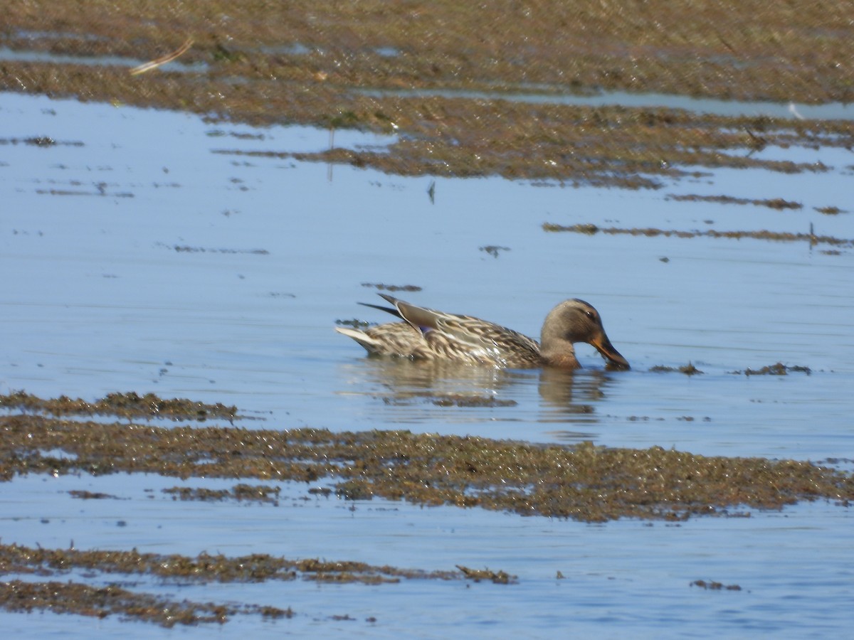 Canard colvert - ML619310061