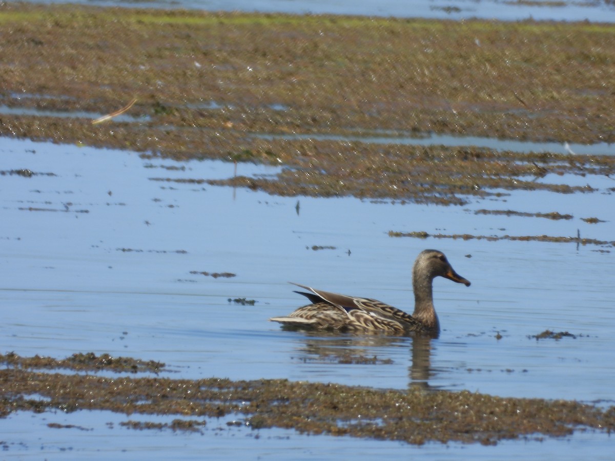 Canard colvert - ML619310062