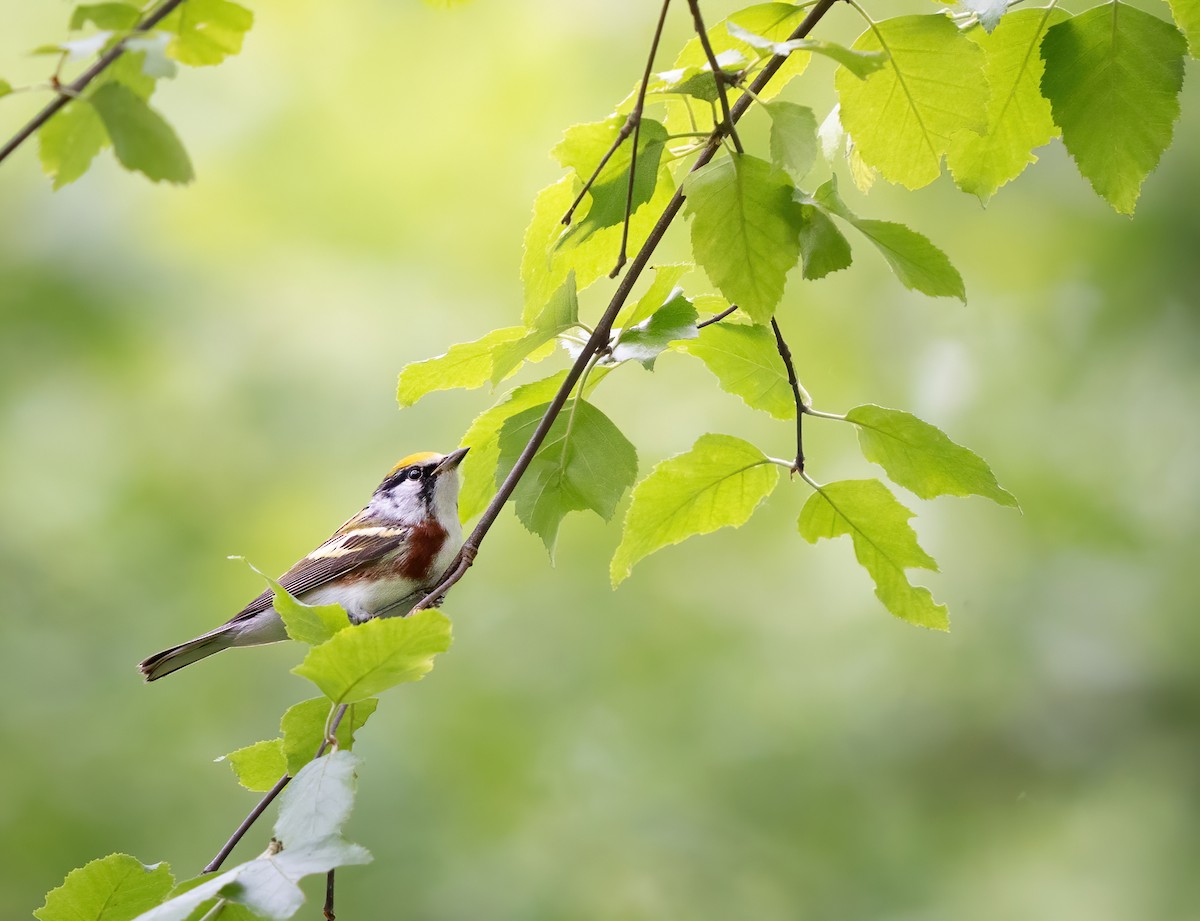 Chestnut-sided Warbler - Erica Heusser