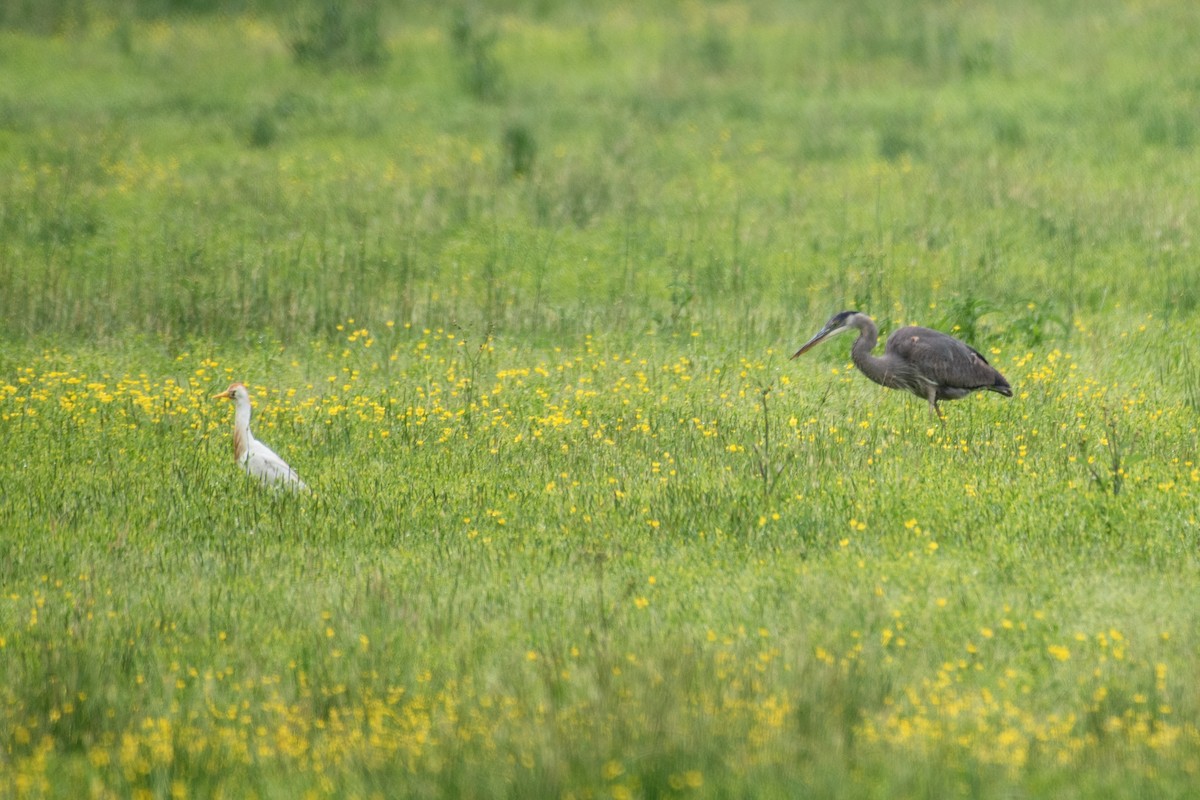 Western Cattle Egret - Donna Wadsley