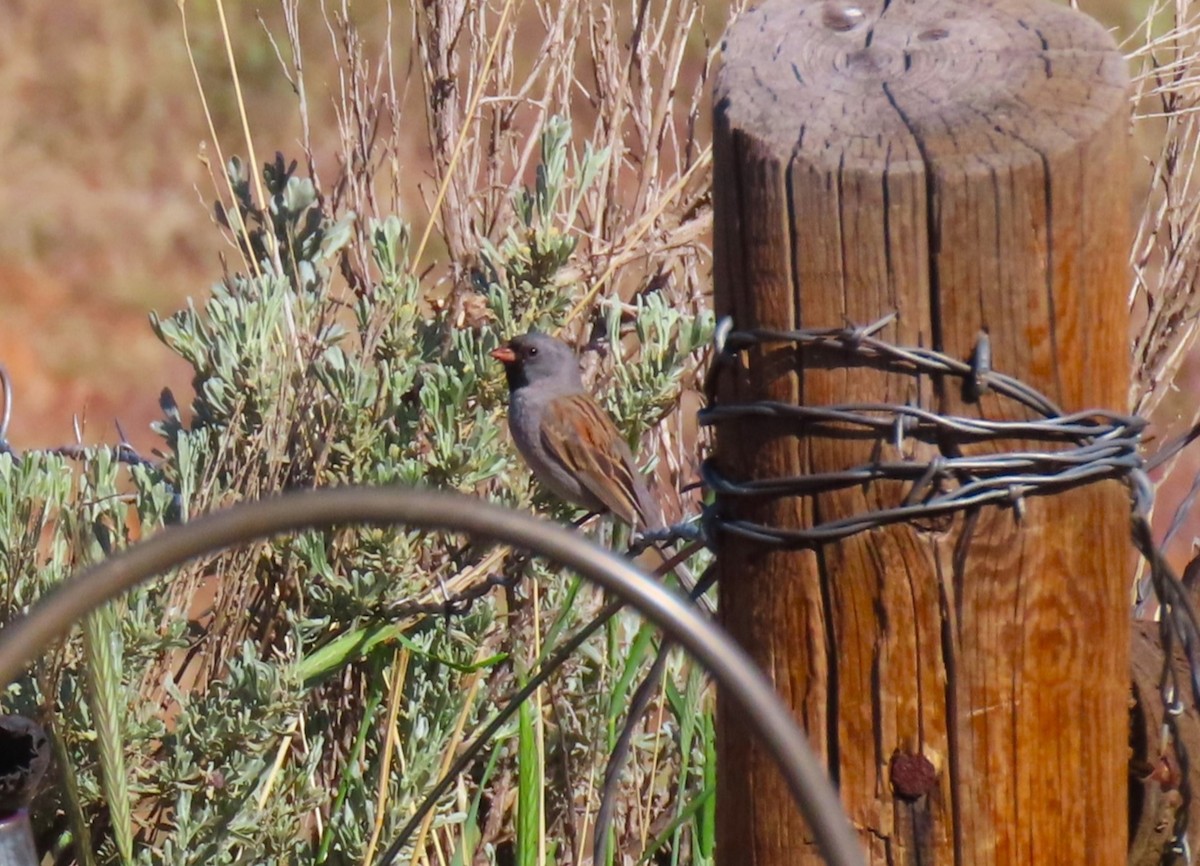 Black-chinned Sparrow - Larry Urbanski