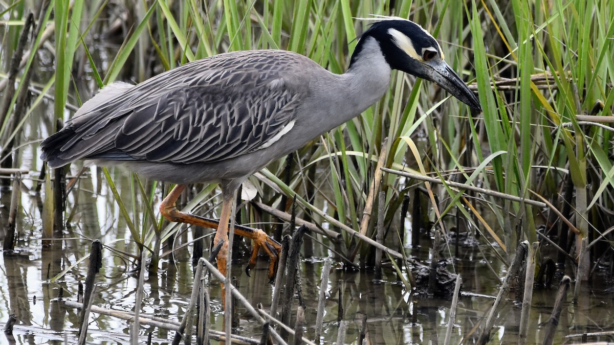 Yellow-crowned Night Heron - Mark Koten