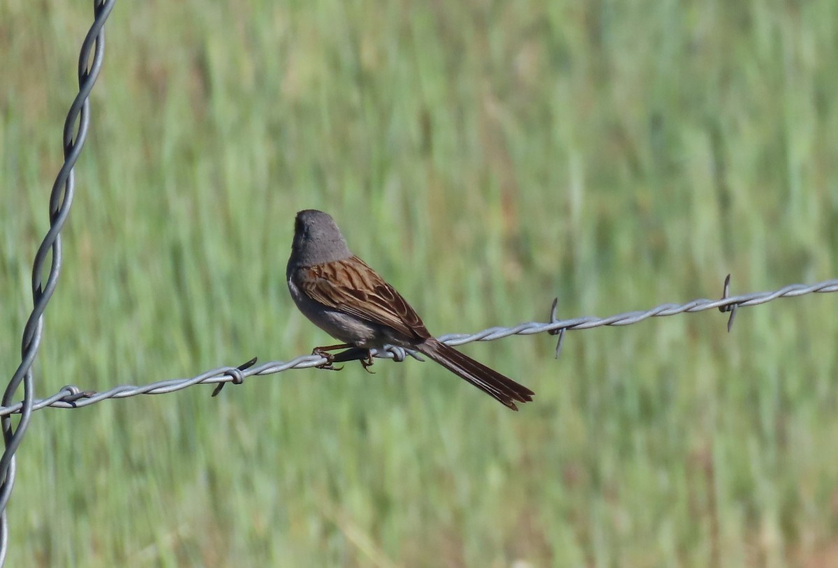 Black-chinned Sparrow - Larry Urbanski