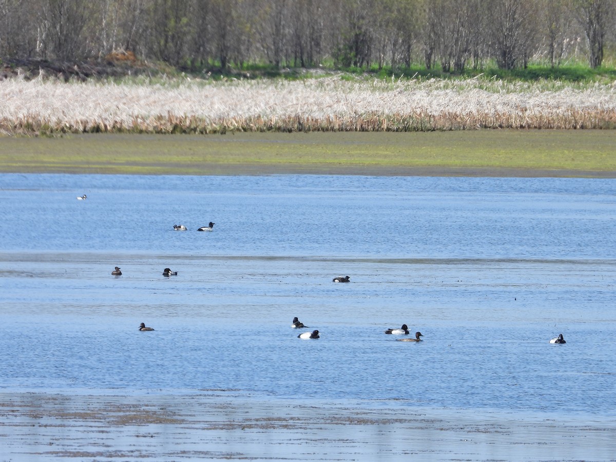 Lesser Scaup - ML619310123