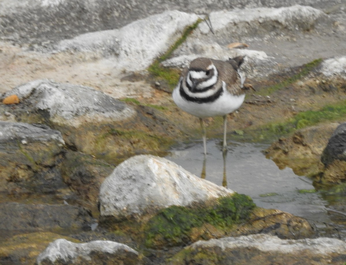 Killdeer - Pamela Goolsby