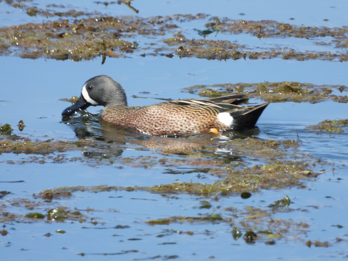Blue-winged Teal - Denis Provencher COHL