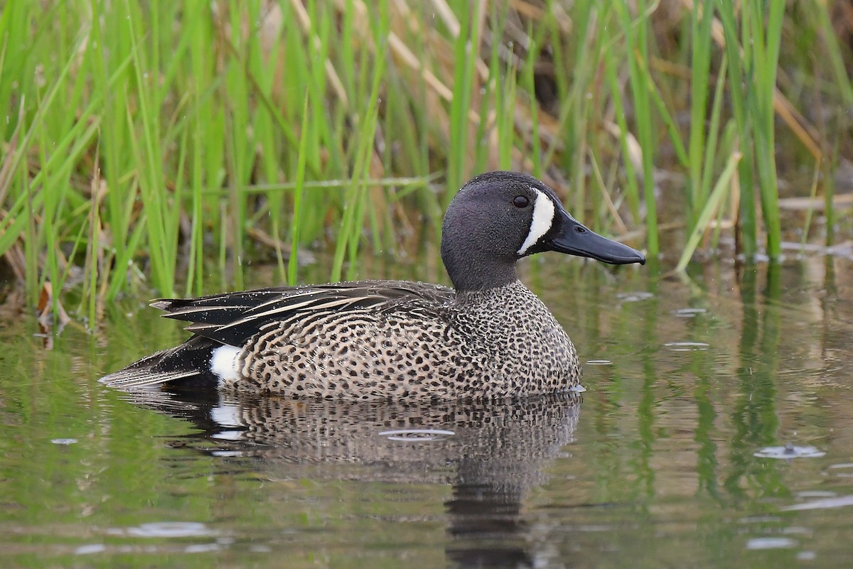Blue-winged Teal - ML619310158