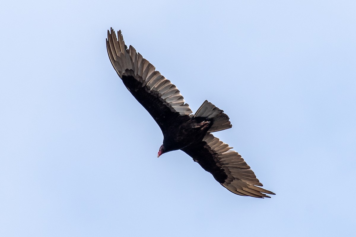 Turkey Vulture - Donna Wadsley