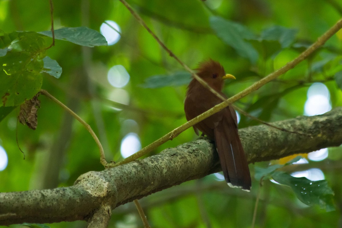 Little Cuckoo - ML619310163