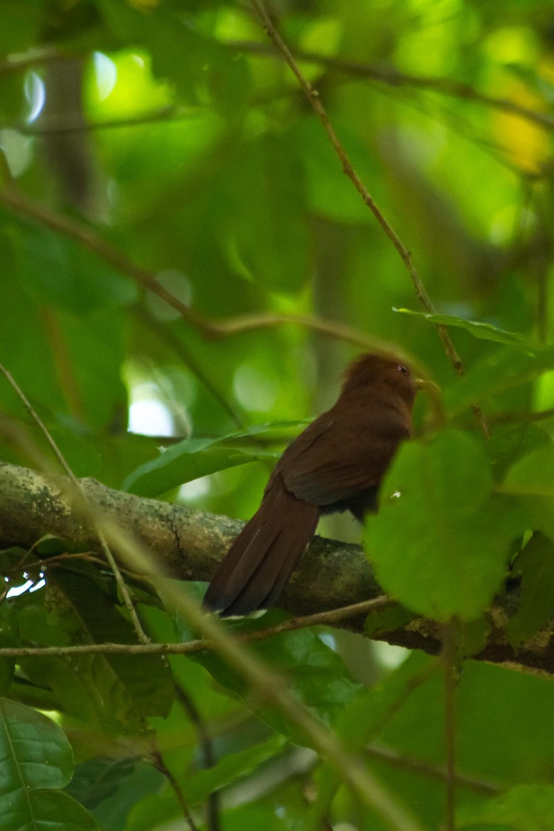 Little Cuckoo - ML619310164