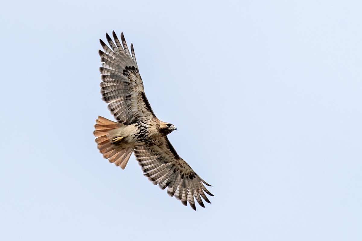 Red-tailed Hawk - Donna Wadsley