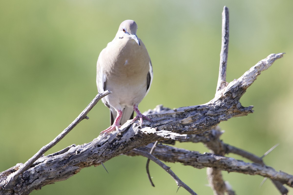 White-winged Dove - Robert Snider