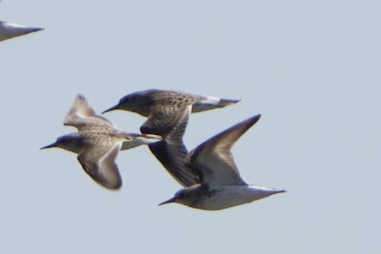 Weißbürzel-Strandläufer - ML619310172