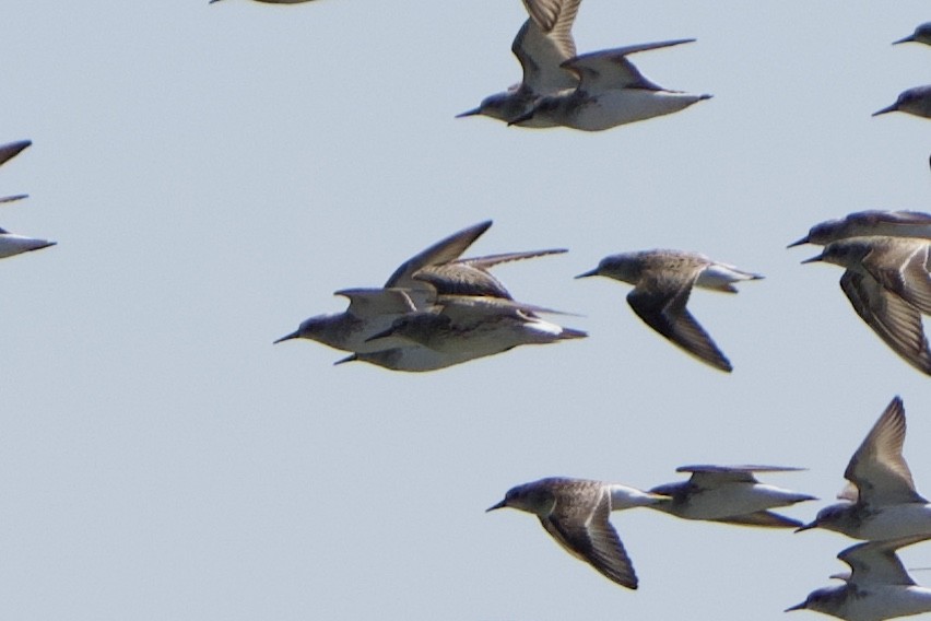 White-rumped Sandpiper - Jeff Graham