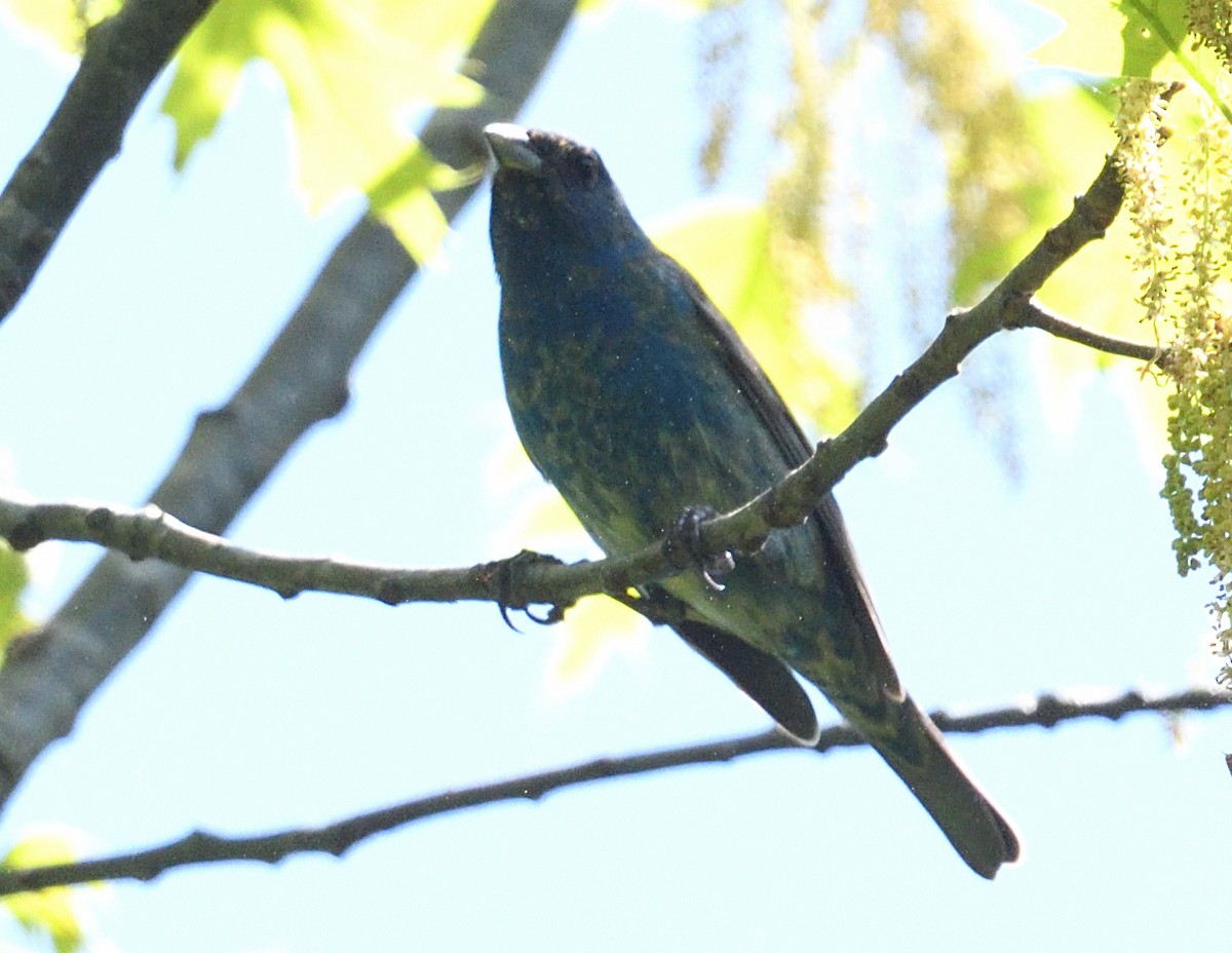 Indigo Bunting - ML619310182