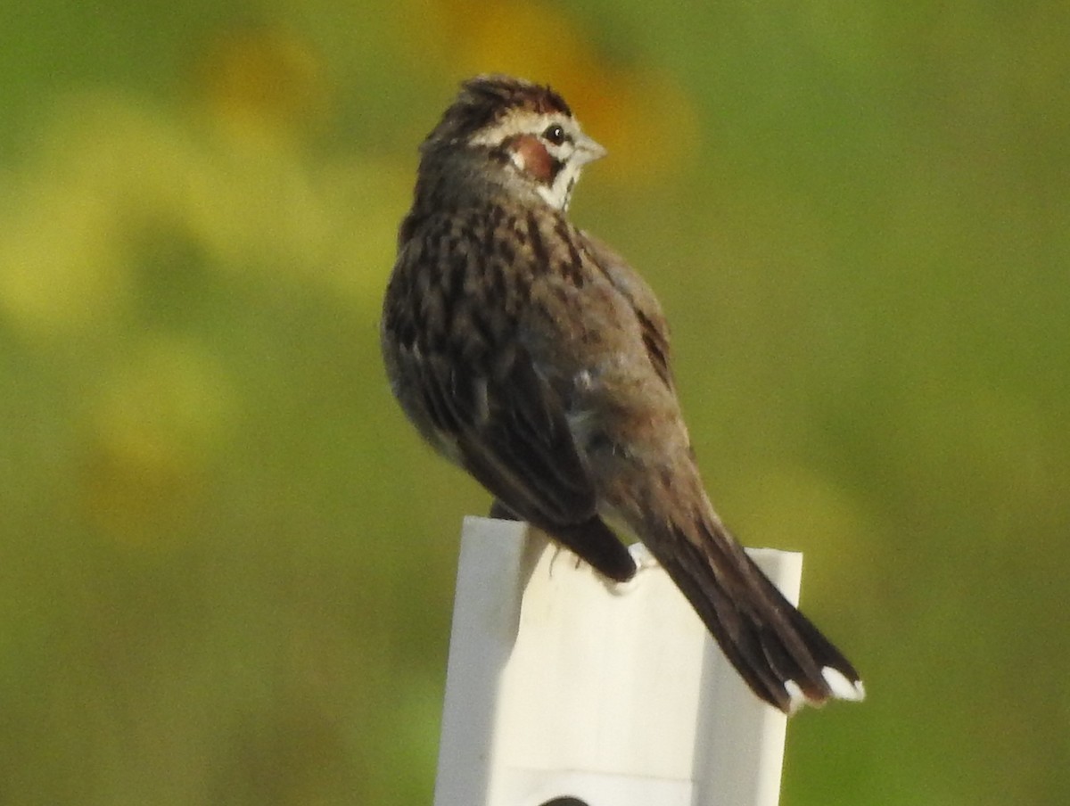 Lark Sparrow - Pamela Goolsby