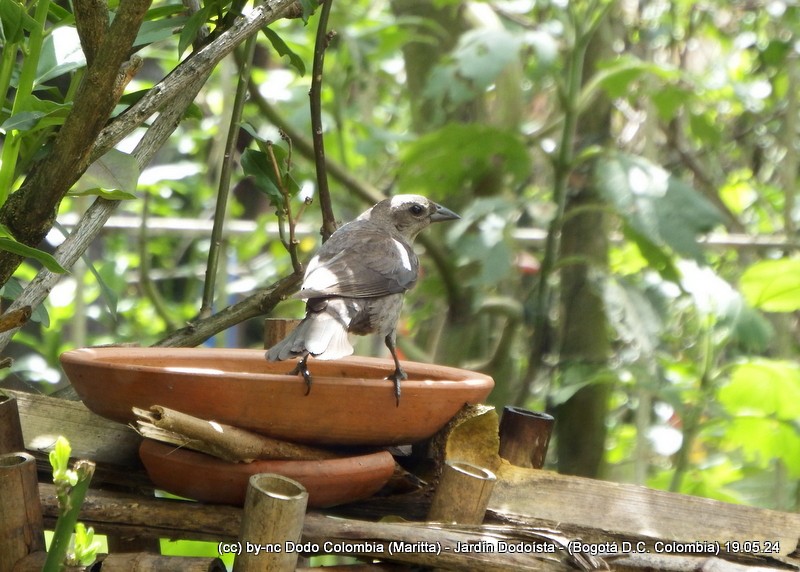 Shiny Cowbird - Maritta (Dodo Colombia)