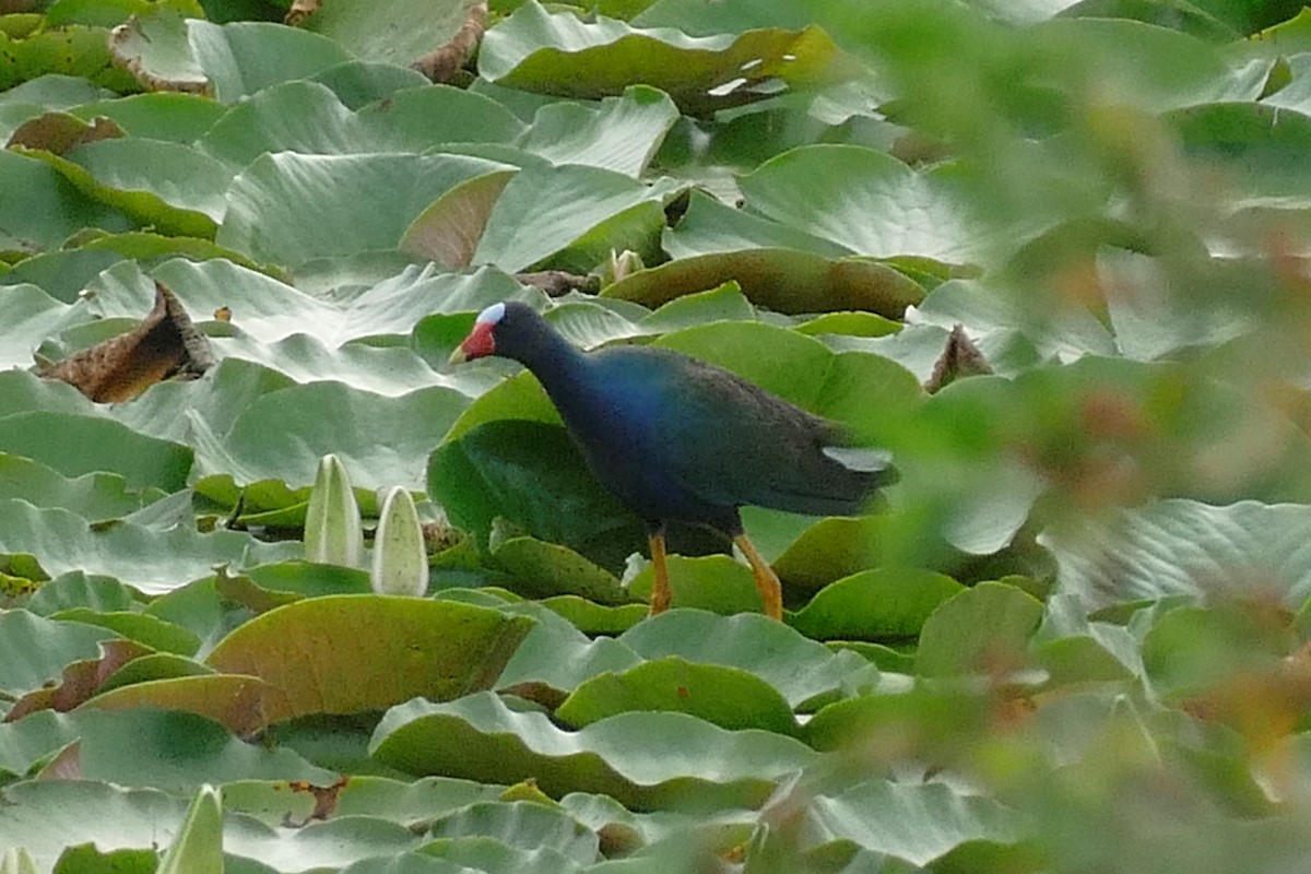 Purple Gallinule - ML619310246