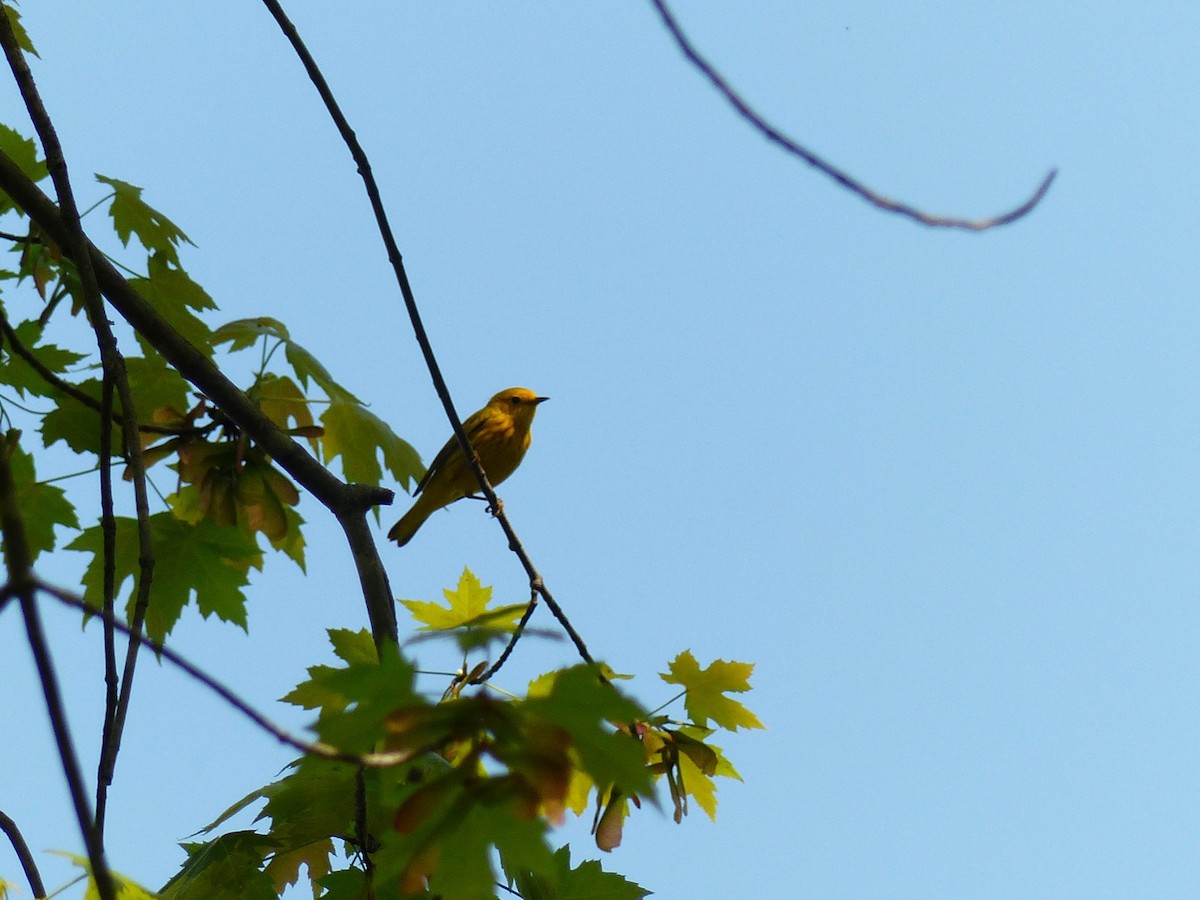Yellow Warbler - ML619310256