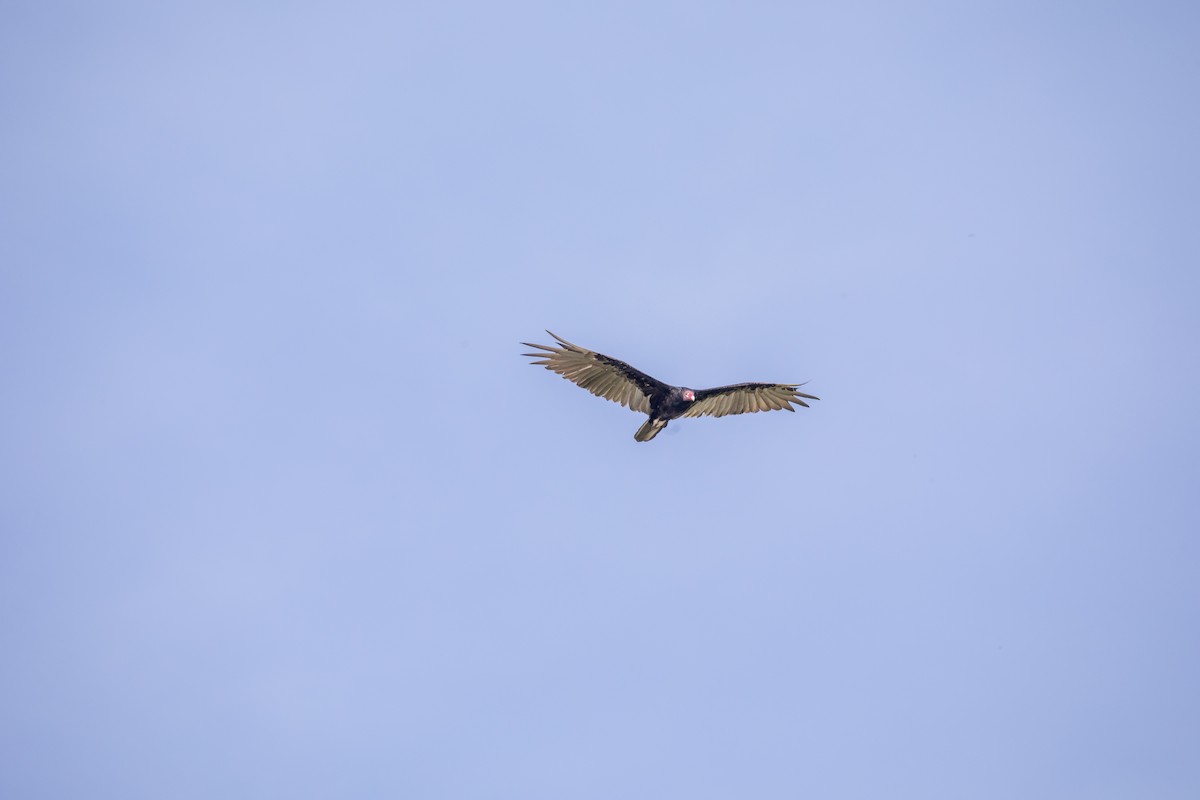 Turkey Vulture - ML619310258