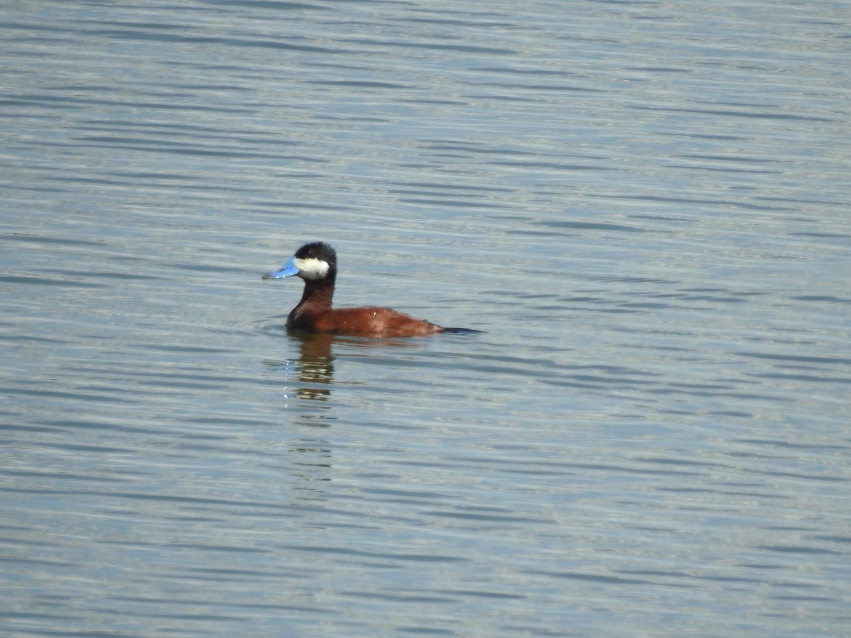 Ruddy Duck - T B