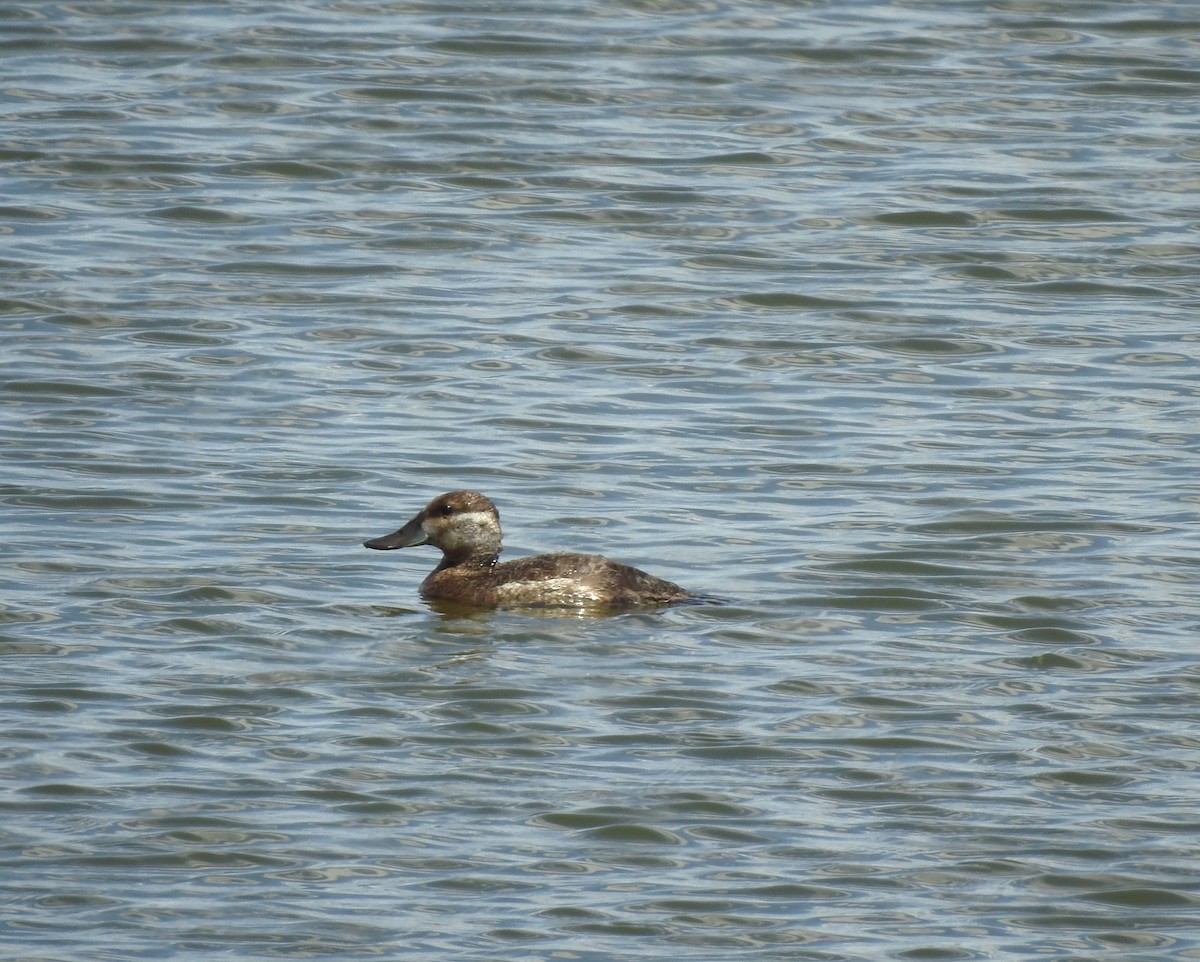 Ruddy Duck - ML619310270