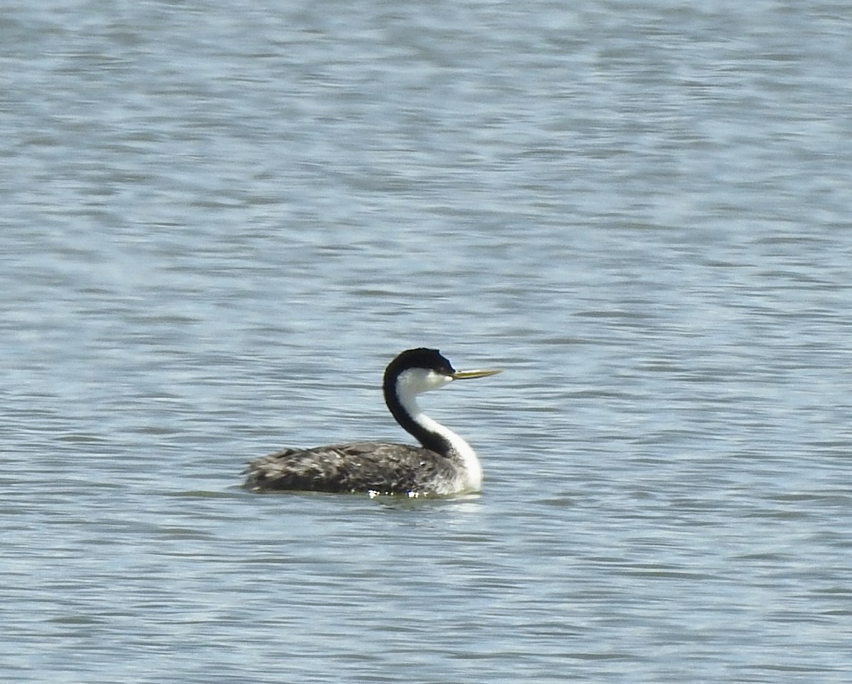 Western Grebe - ML619310275