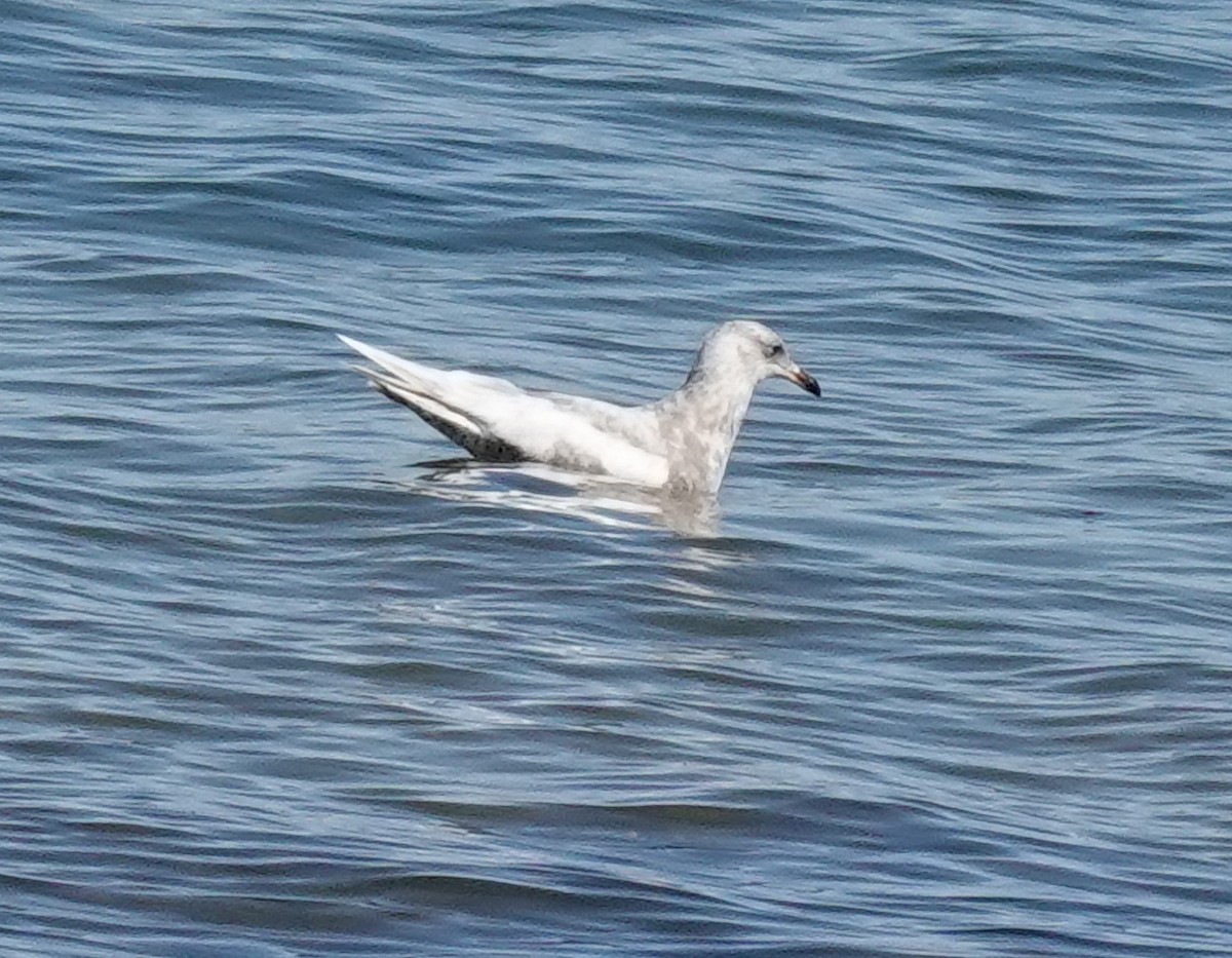 Gaviota Groenlandesa (kumlieni) - ML619310279