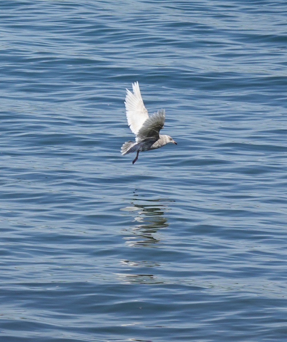 Gaviota Groenlandesa (kumlieni) - ML619310280