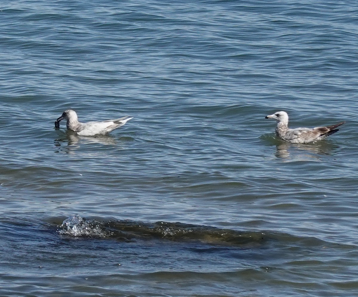 Iceland Gull (kumlieni) - Judith Huf