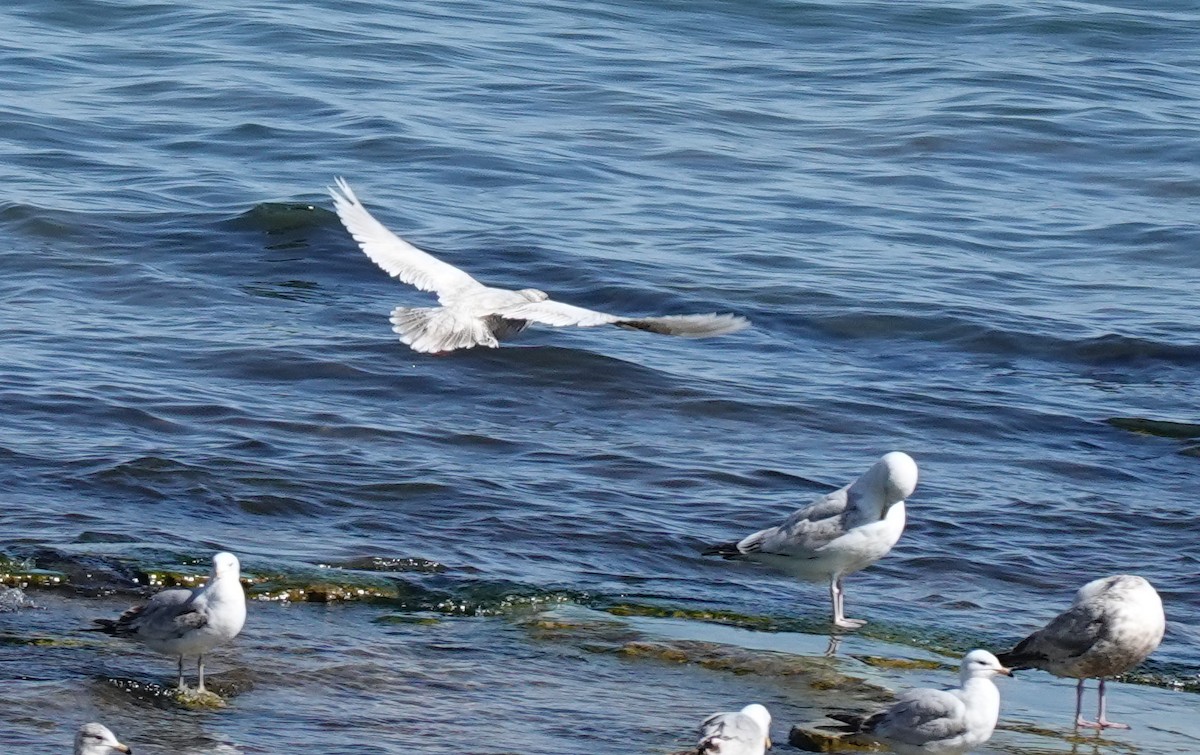 Iceland Gull (kumlieni) - Judith Huf