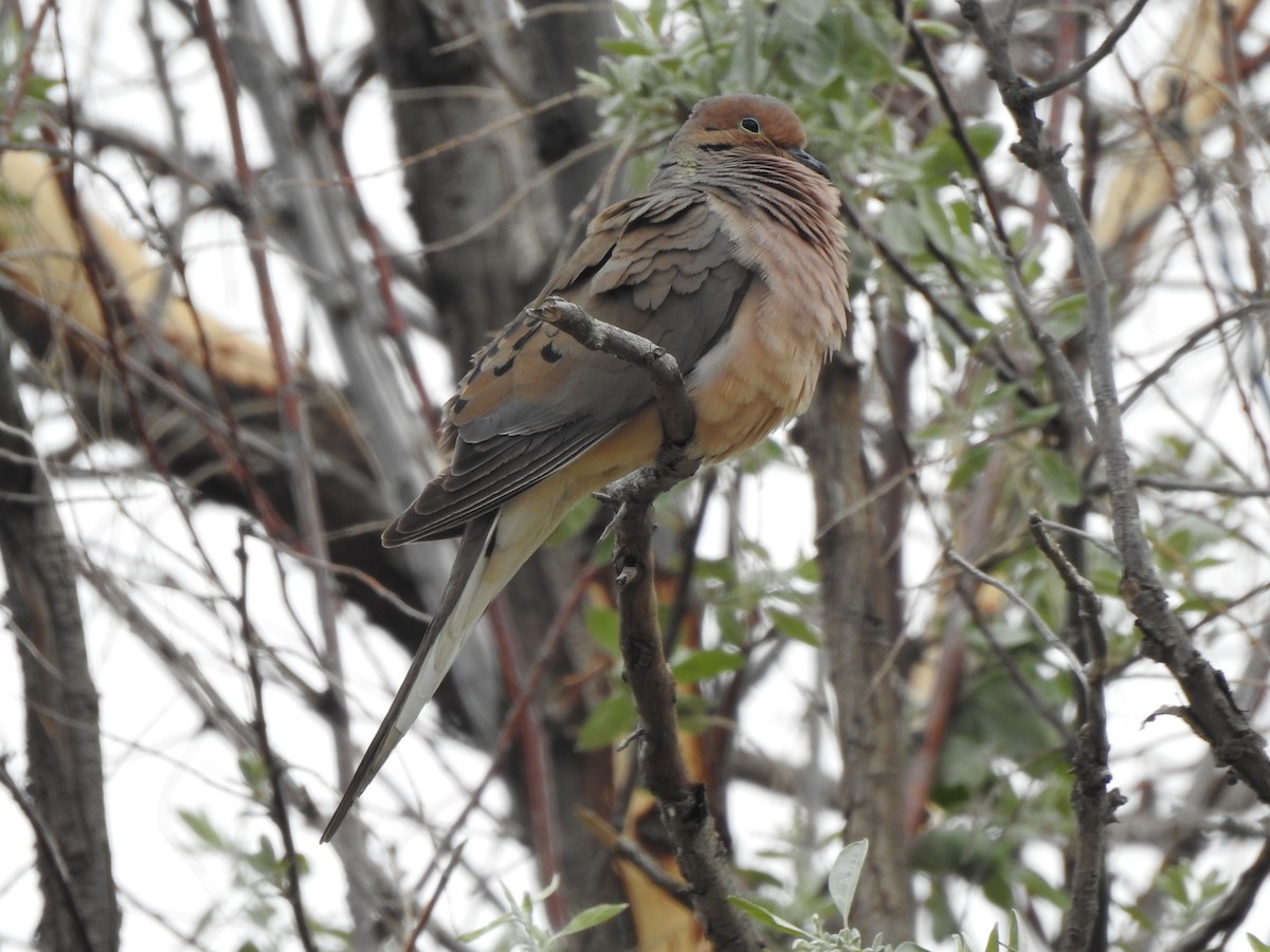 Mourning Dove - ML619310296