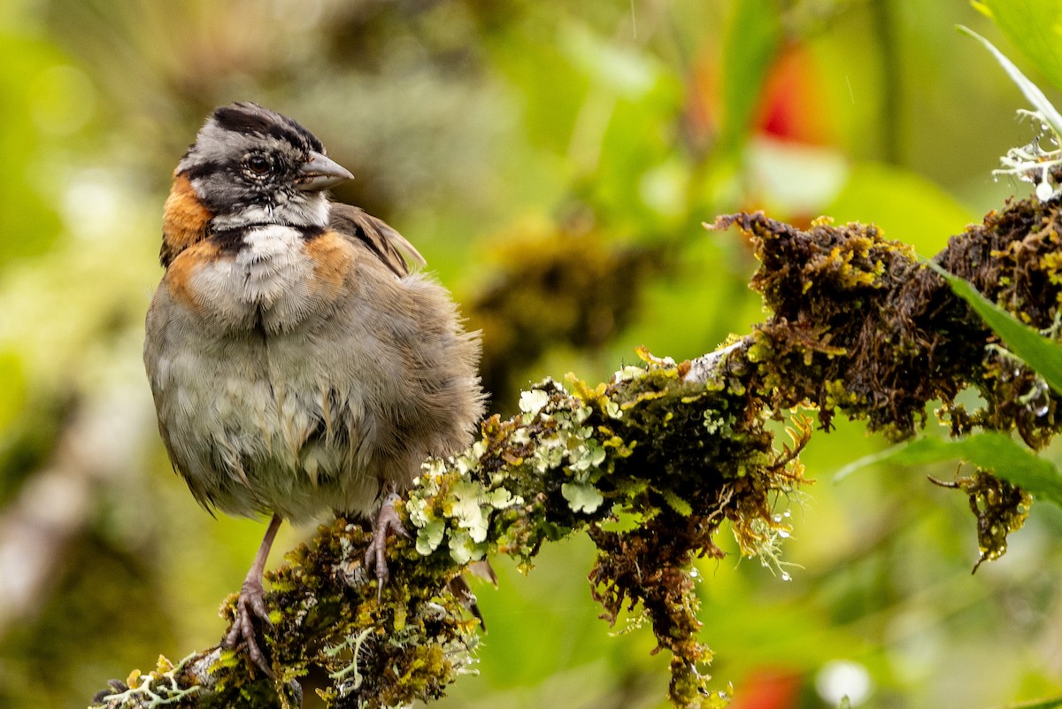 Rufous-collared Sparrow - Michael Cook