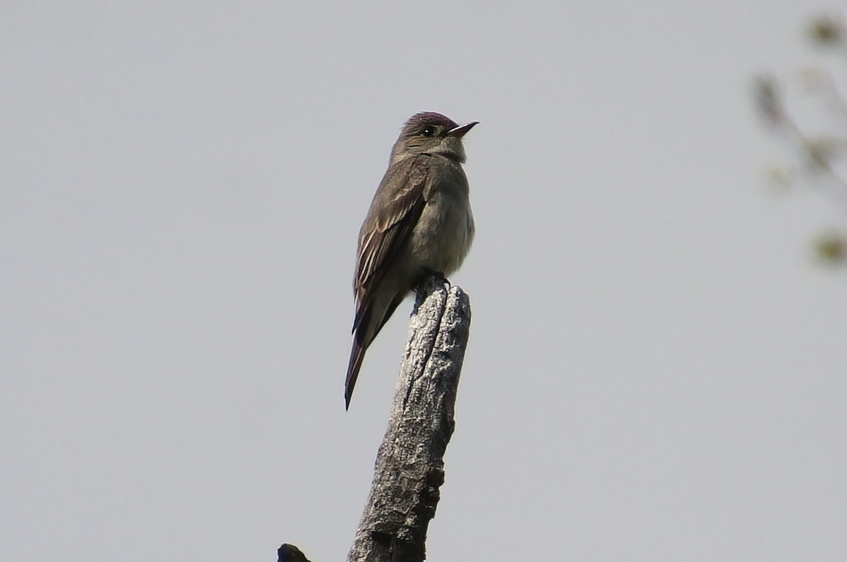 Western Wood-Pewee - Elaine Cassidy