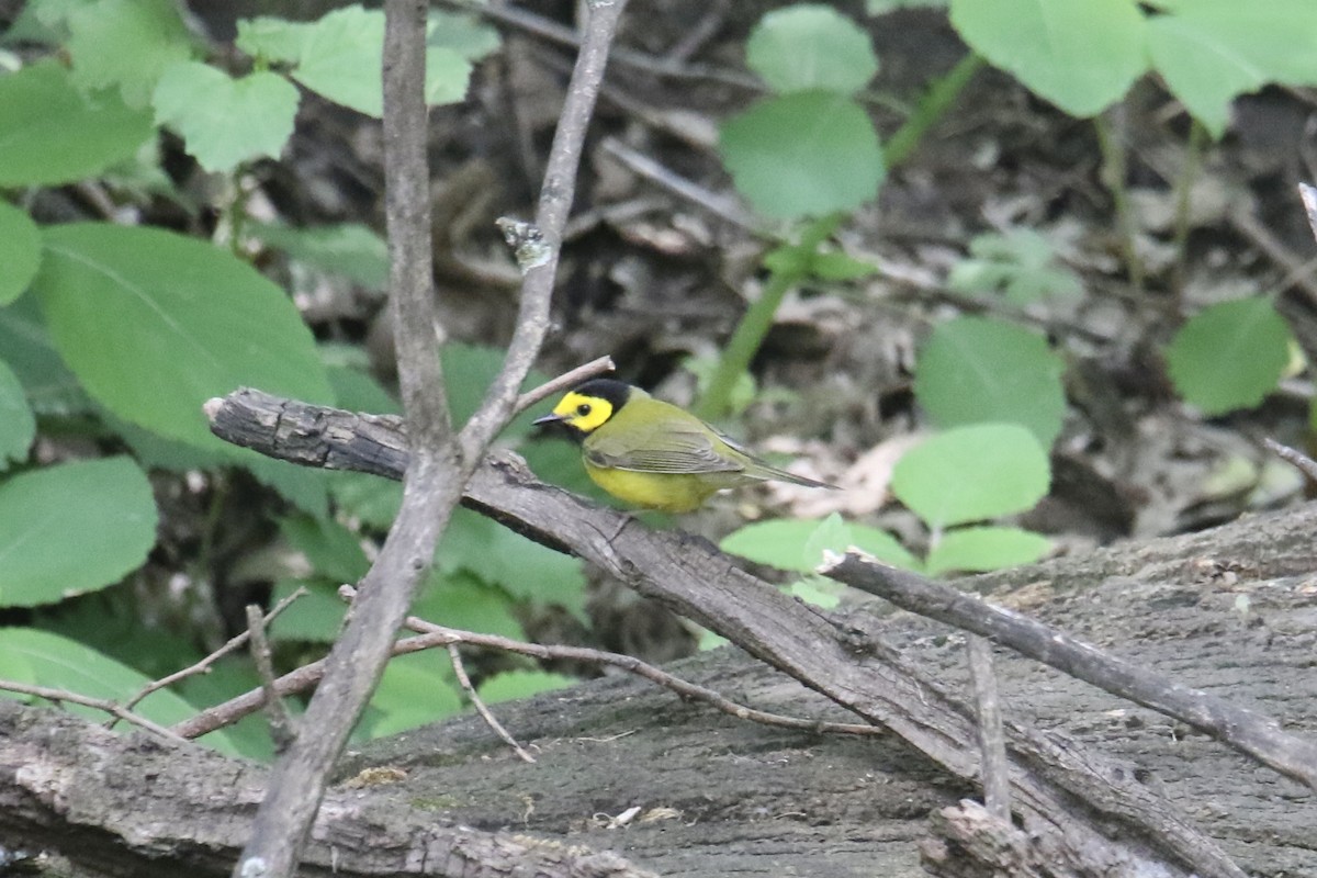 Hooded Warbler - Eli Weber