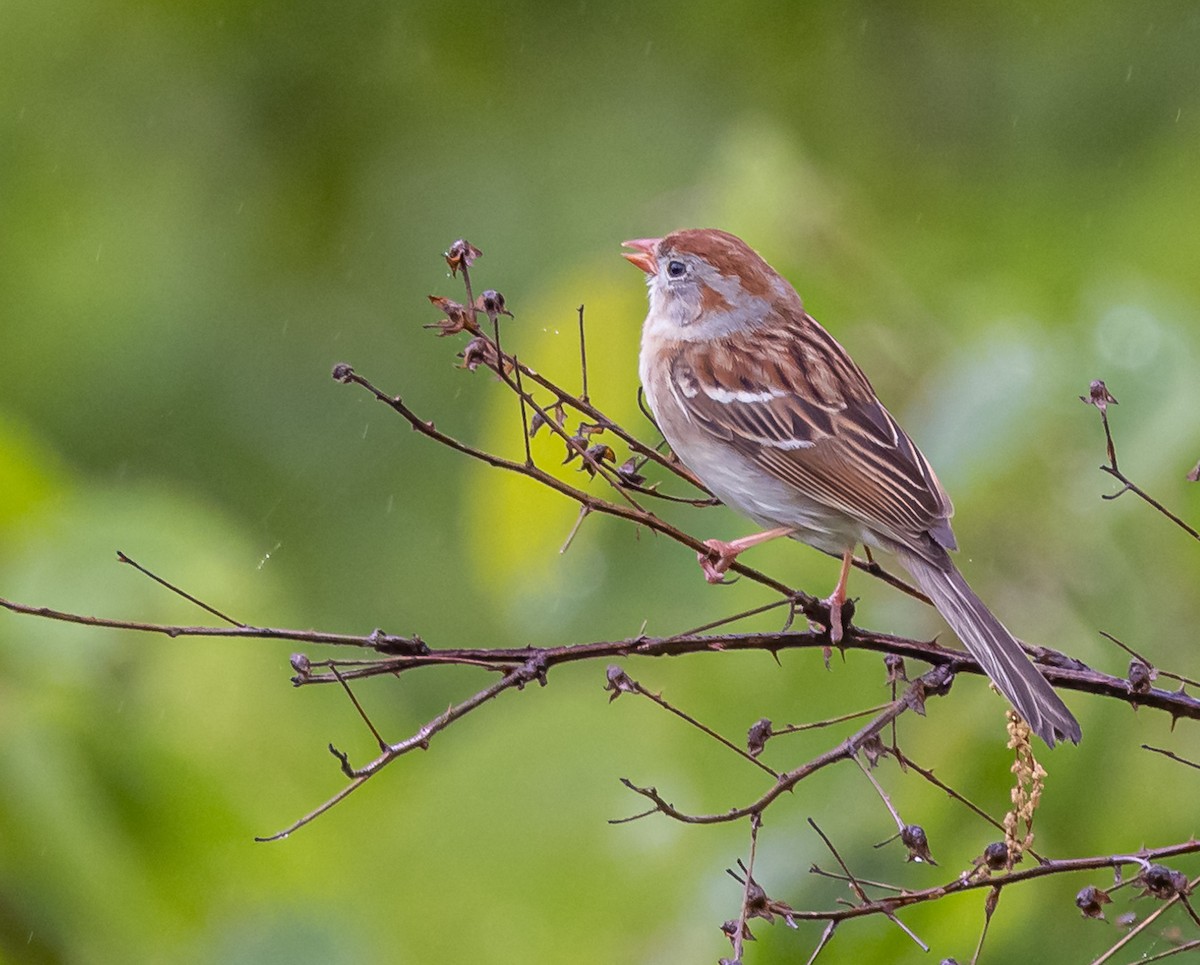 Field Sparrow - Mike Murphy