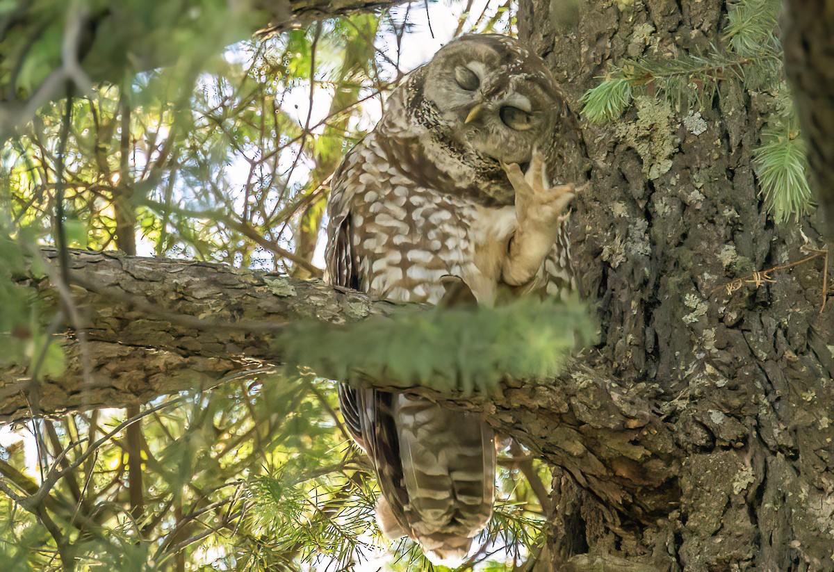 Spotted Owl (Mexican) - Christine Andrews