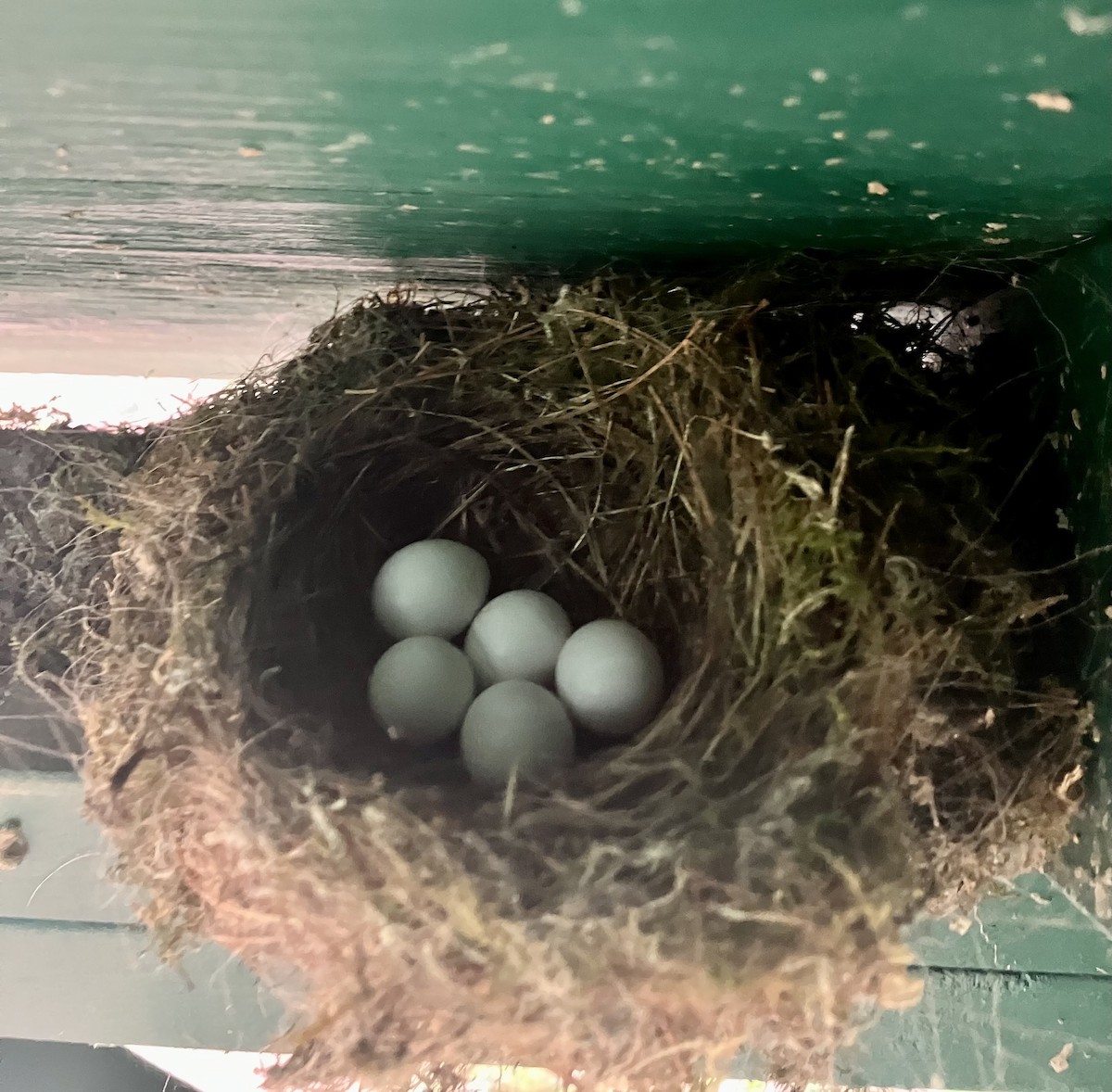 Eastern Phoebe - ML619310341
