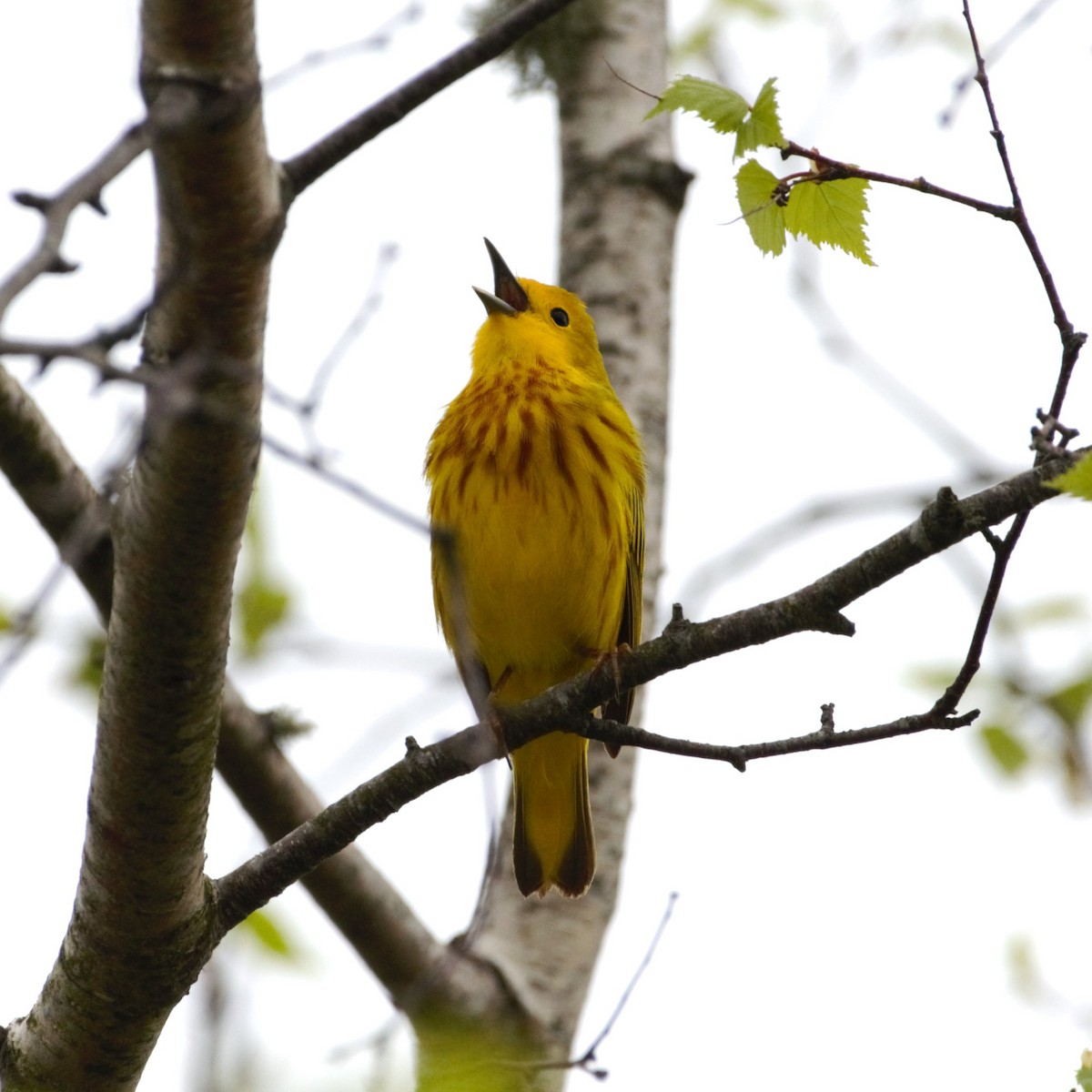 Yellow Warbler - Andrew Stadnyk