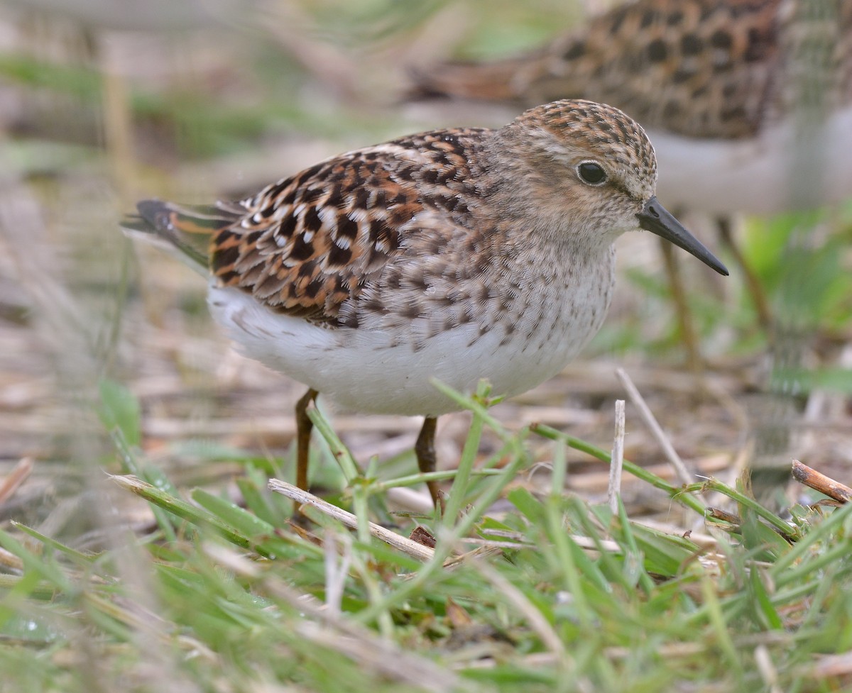 Least Sandpiper - Bill Elrick