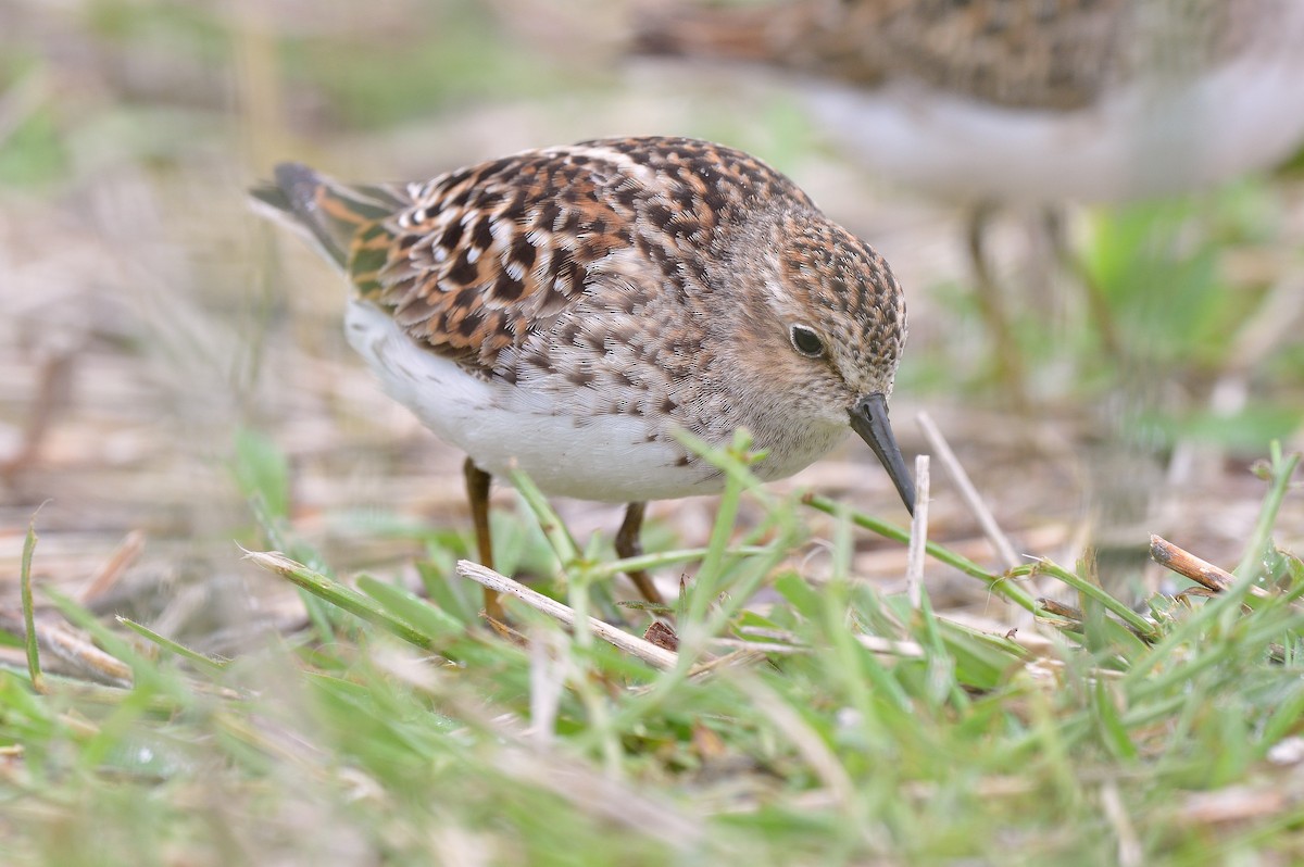 Least Sandpiper - Bill Elrick