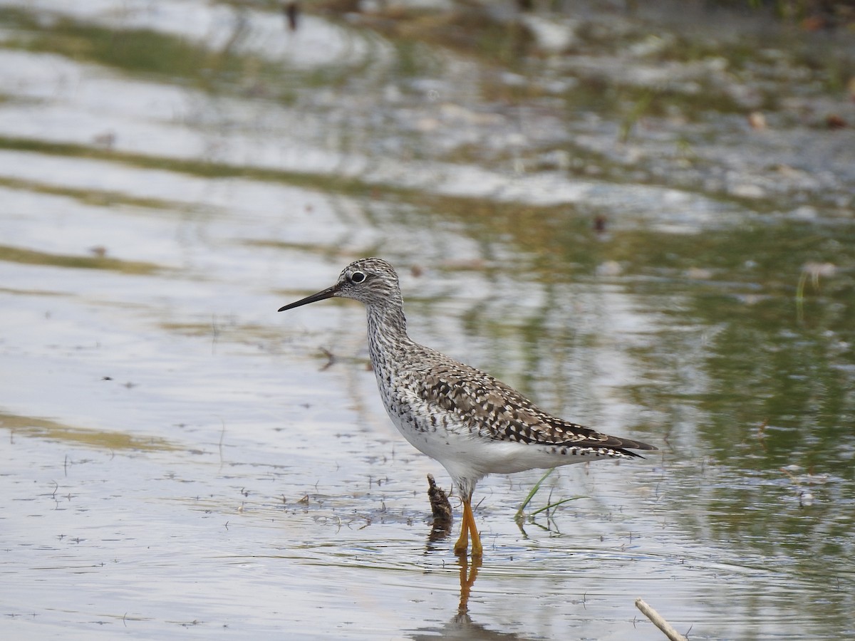 Lesser Yellowlegs - ML619310376