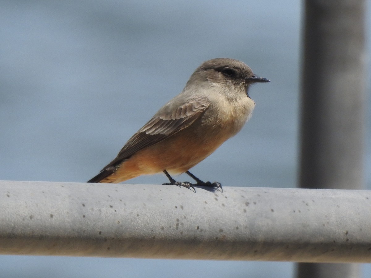 Say's Phoebe - ML619310402