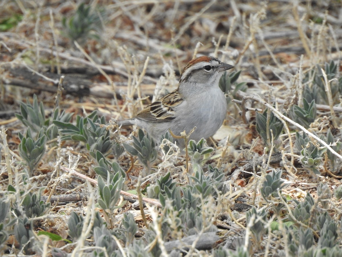 Chipping Sparrow - ML619310419